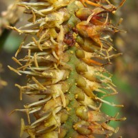 Calamus thwaitesii Becc.